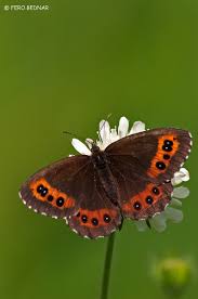 Attēlu rezultāti vaicājumam “Erebia ligea”