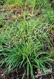 Attēlu rezultāti vaicājumam “Carex sylvatica flower”