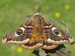 Attēlu rezultāti vaicājumam “Saturnia pavonia”