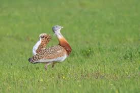 Image result for Otis tarda