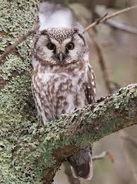 Image result for Aegolius funereus