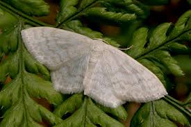 Attēlu rezultāti vaicājumam “Scopula floslactata”