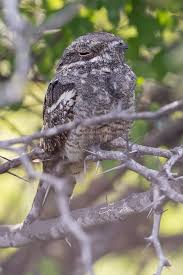 Attēlu rezultāti vaicājumam “Caprimulgus europaeus adult”