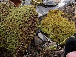 Attēlu rezultāti vaicājumam “Tortella tortuosa”