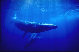 Image result for Balaenoptera borealis