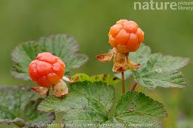 Attēlu rezultāti vaicājumam “Rubus chamaemorus”