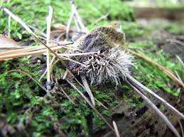 Attēlu rezultāti vaicājumam “Tilachlidium brachiatum”