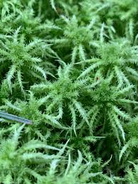 Attēlu rezultāti vaicājumam “Sphagnum squarrosum”