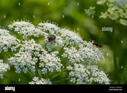 Attēlu rezultāti vaicājumam “Aegopodium podagraria flower”