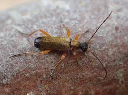 Attēlu rezultāti vaicājumam “Saperda scalaris”