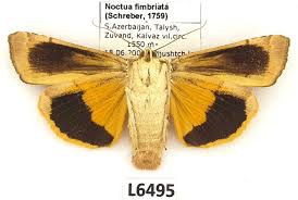 Attēlu rezultāti vaicājumam “Noctua fimbriata”