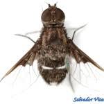 Attēlu rezultāti vaicājumam “Bombyliidae”