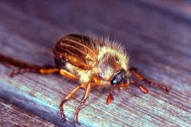 Attēlu rezultāti vaicājumam “Amphimallon solstitiale imago”