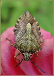 Attēlu rezultāti vaicājumam “Chlorochroa juniperina imago”