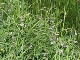 Attēlu rezultāti vaicājumam “Vicia sepium fruit”
