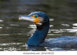 Image result for Phalacrocorax carbo