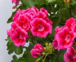 Attēlu rezultāti vaicājumam “Calliergon megalophyllum”