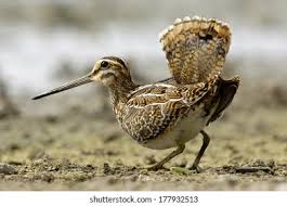 Image result for Gallinago gallinago