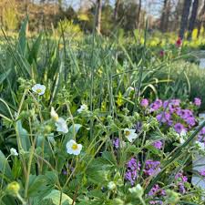 Attēlu rezultāti vaicājumam “Potentilla arenaria flower”