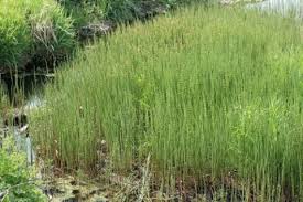 Attēlu rezultāti vaicājumam “Equisetum fluviatile”