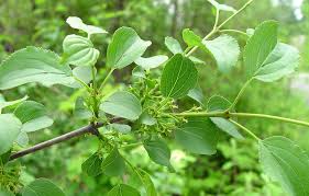 Attēlu rezultāti vaicājumam “Rhamnus cathartica fruit”