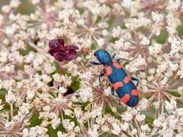 Attēlu rezultāti vaicājumam “Cleridae”