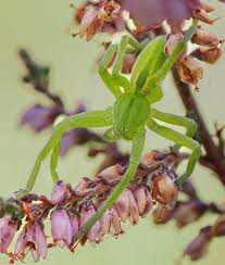 Attēlu rezultāti vaicājumam “Micrommata virescens”