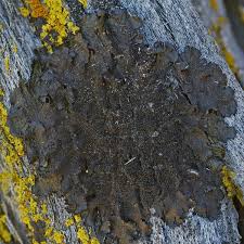 Attēlu rezultāti vaicājumam “Melanohalea exasperata”