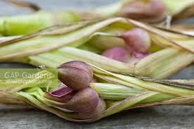 Attēlu rezultāti vaicājumam “Allium sativum bud”
