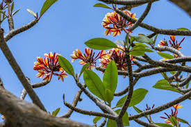 Attēlu rezultāti vaicājumam “Apocynaceae”