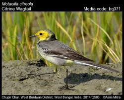 Attēlu rezultāti vaicājumam “Motacilla citreola”