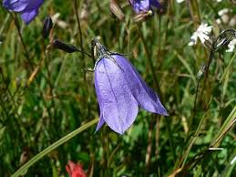 Attēlu rezultāti vaicājumam “Campanula rotundifolia leaf”