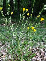 Attēlu rezultāti vaicājumam “Ranunculus mendax”