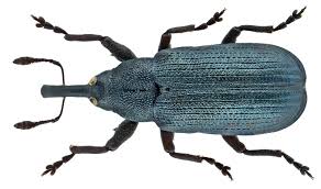 Attēlu rezultāti vaicājumam “Magdalis sp.”