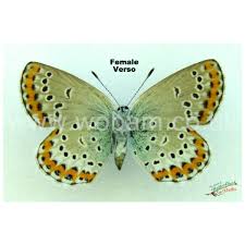 Attēlu rezultāti vaicājumam “Plebejus argyrognomon”