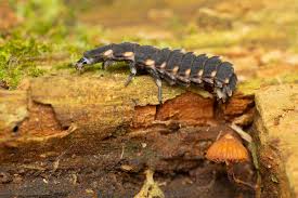 Attēlu rezultāti vaicājumam “Lampyris noctiluca larva”