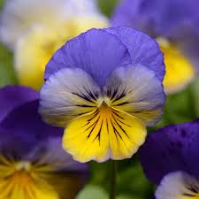 Image result for Viola wittrockiana