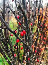 Attēlu rezultāti vaicājumam “Berberis thunbergii fruit”