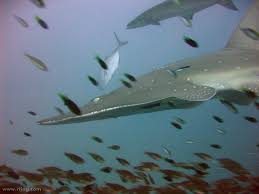 Image result for Rhynchobatus djiddensis