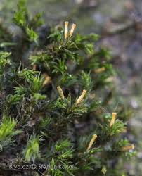 Attēlu rezultāti vaicājumam “Orthotrichum speciosum”