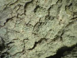 Attēlu rezultāti vaicājumam “Pertusaria coccodes”