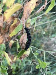 Attēlu rezultāti vaicājumam “Deilephila elpenor larva”
