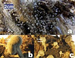 Attēlu rezultāti vaicājumam “Phleogena faginea young”