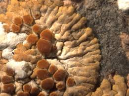 Attēlu rezultāti vaicājumam “Caloplaca saxicola”