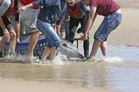 Image result for Mesoplodon bidens