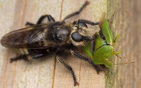 Attēlu rezultāti vaicājumam “Laphria gibbosa”
