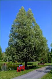 Attēlu rezultāti vaicājumam “Salix alba var. sericea”