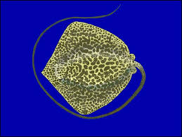 Image result for Himantura uarnak