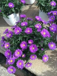 Image result for Aster