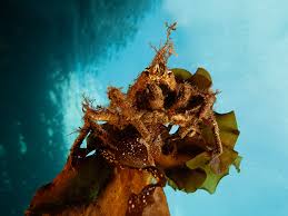 Image result for Hyas araneus